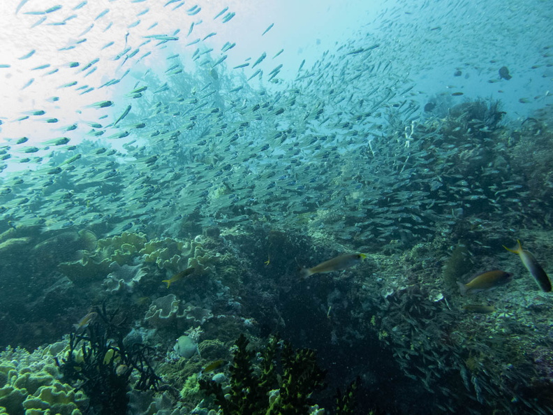 Reef with School of Fish IMG_2250.jpg