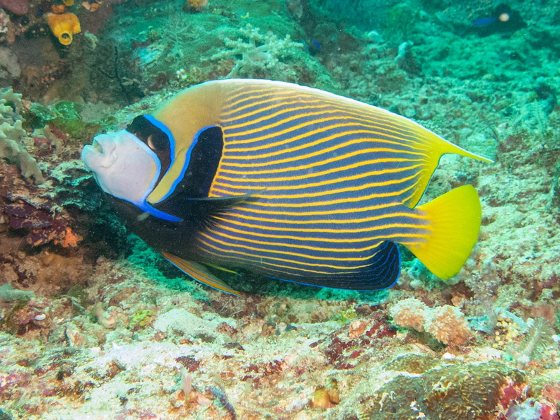 Emporer Angelfish IMG_2483.jpg