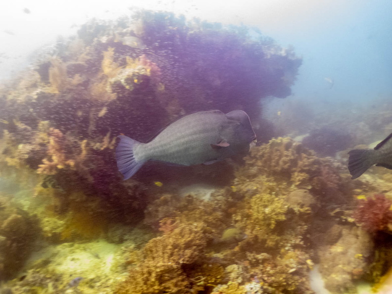 Humphead Wrasse IMG_3078.jpg