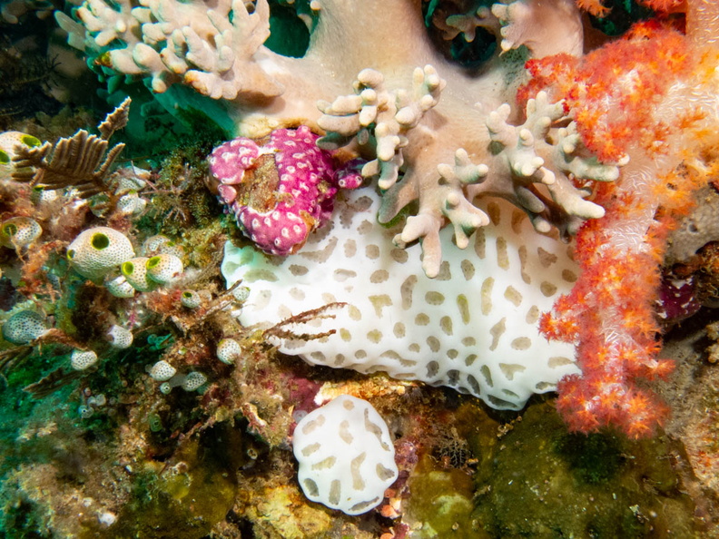 White Condominium Tunicate IMG_3082.jpg