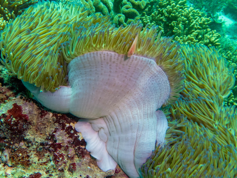 Pink Anemonefish IMG_3108.jpg